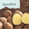 картофель нандина описание сорта фото отзывы