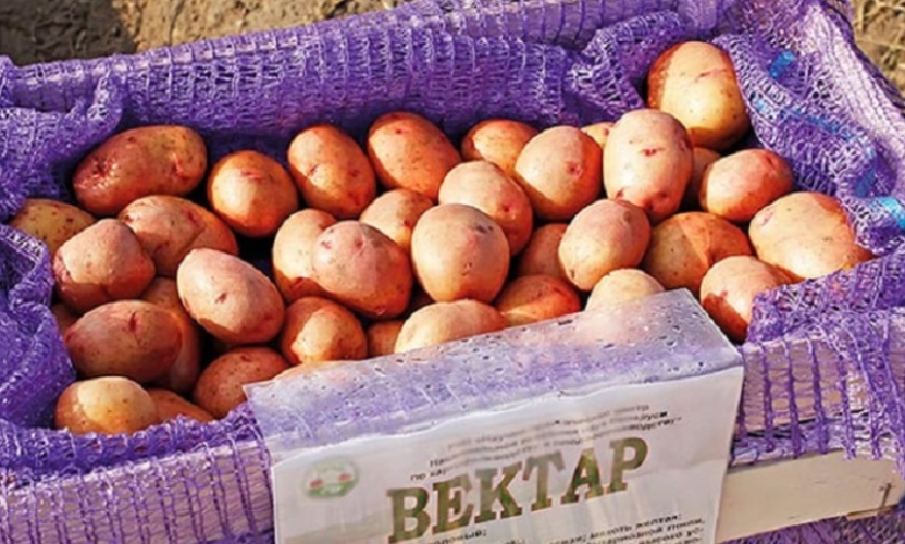 Белорусский сорт картофеля Манифест. Картофель вектар белорусский. Картофель вектор белорусский. Сорт картофеля Волат.