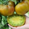 томат ромовая баба отзывы