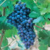 виноград аттика описание сорта фото отзывы
