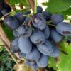 виноград лорано описание сорта фото отзывы