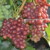 виноград пестрый описание