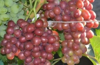 виноград пестрый описание