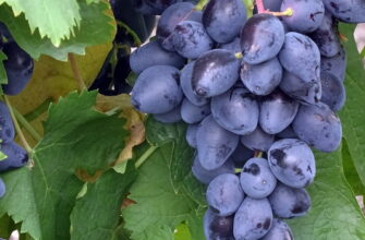 виноград ромбик описание сорта фото отзывы