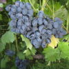 виноград руслан описание сорта фото отзывы