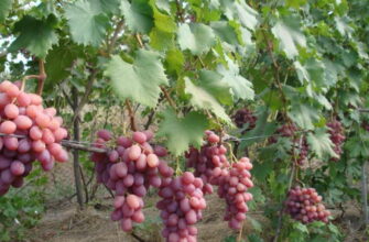 виноград софия описание сорта фото отзывы