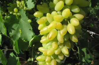 виноград тимур описание сорта фото отзывы