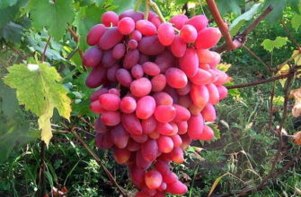 виноград юбилей новочеркасска