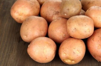 картофель ирбитский характеристика сорта отзывы вкусовые качества