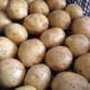 картофель коломбо описание сорта фото отзывы