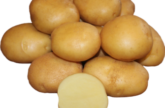 картофель метеор