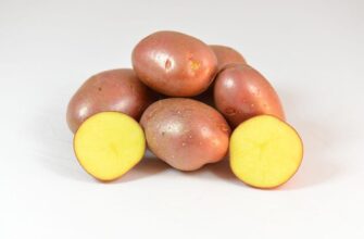 картофель ред соня
