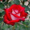 роза осирия фото и описание отзывы