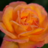 роза сахара фото и описание отзывы