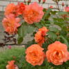роза вестерленд фото и описание отзывы