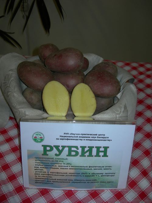 картофель рубин описание сорта