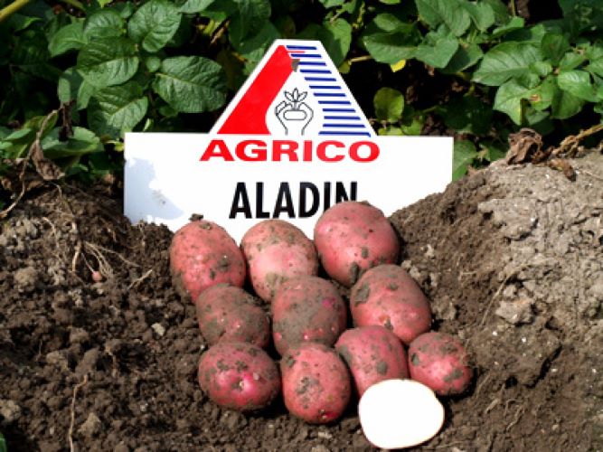 алладин картофель характеристика