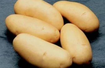 эльмундо картофель характеристика