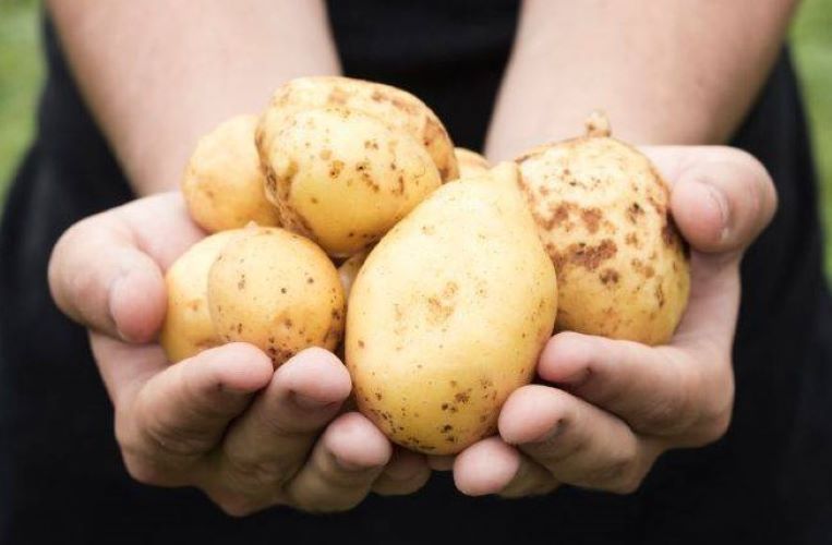 Сифра картофель характеристика