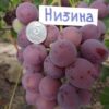 виноград низина описание сорта фото отзывы