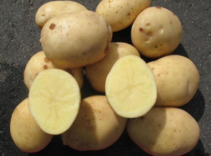 эльмундо картофель характеристика отзывы