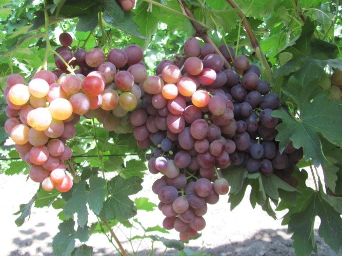 низина виноград описание