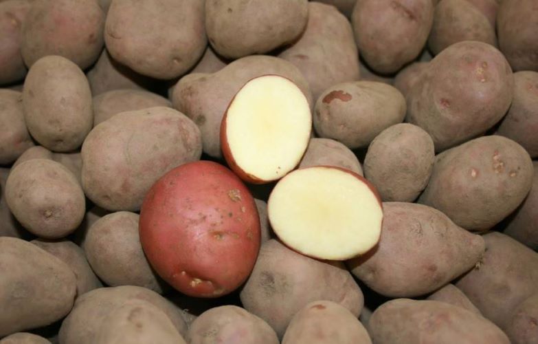 романо картофель характеристика отзывы