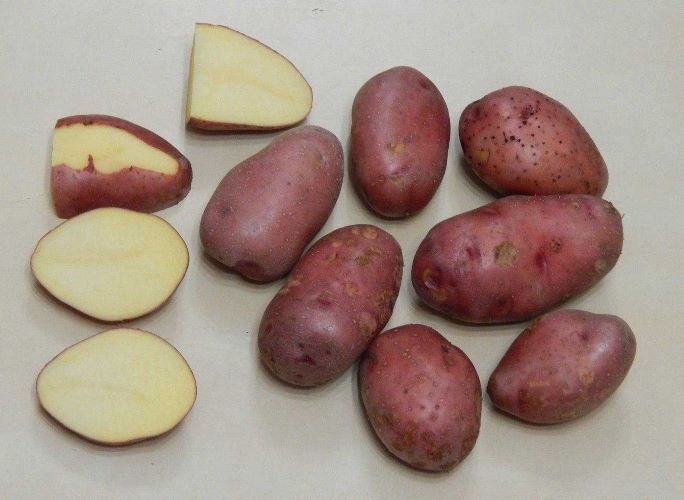 журавинка картофель характеристика