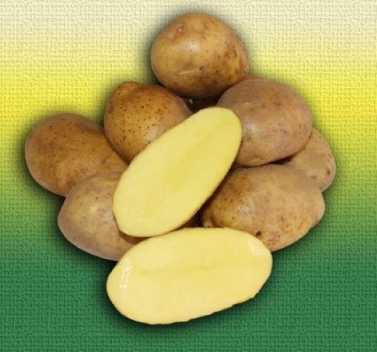 сорт картофеля эльмундо характеристика отзывы