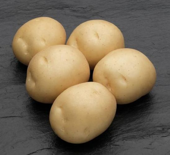 сорт картофеля сифра характеристика отзывы