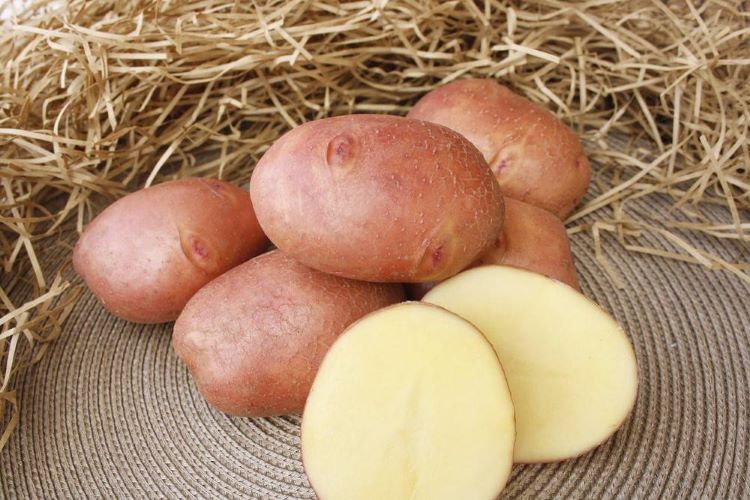 сорт картофеля журавинка характеристика отзывы