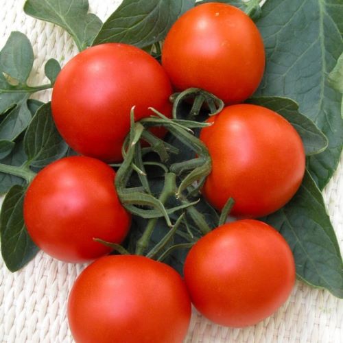 томат верлиока характеристика и описание сорта отзывы