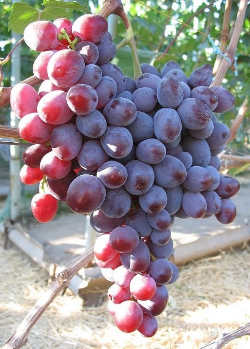 виноград низина описание сорта фото