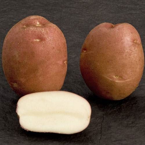 романо картофель характеристика