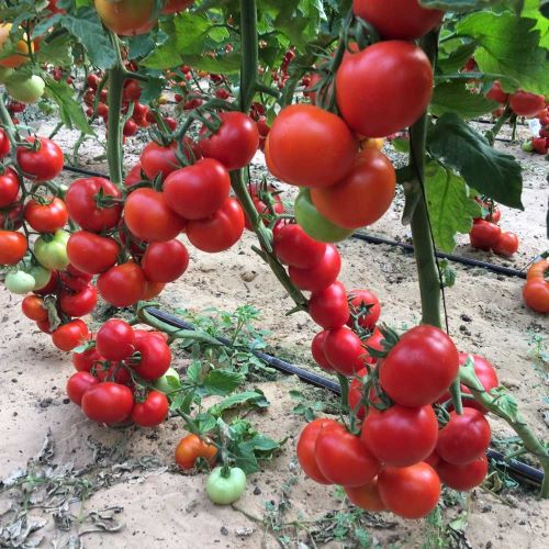 томат верлиока отзывы фото урожайность характеристика