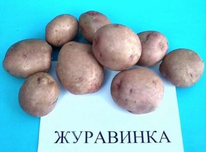 журавинка картофель описание