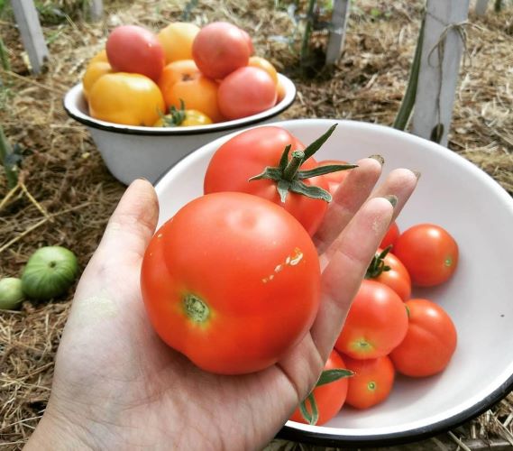 томаты верлиока описание сорта фото отзывы