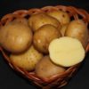 картофель санте характеристика сорта отзывы вкусовые качества