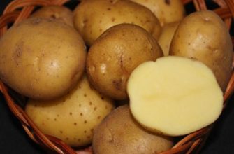 картофель санте характеристика сорта отзывы вкусовые качества