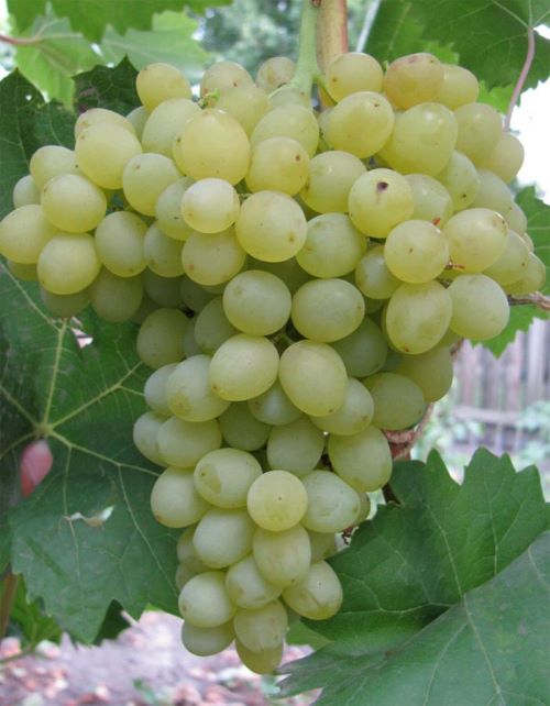 характеристики винограда кеша