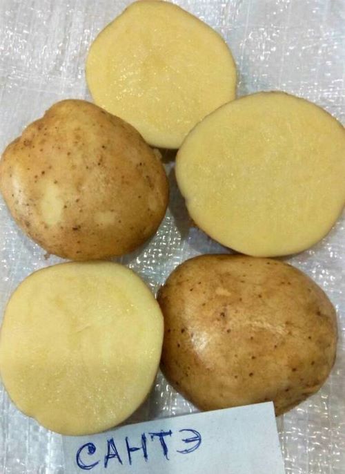 санте картофель характеристика