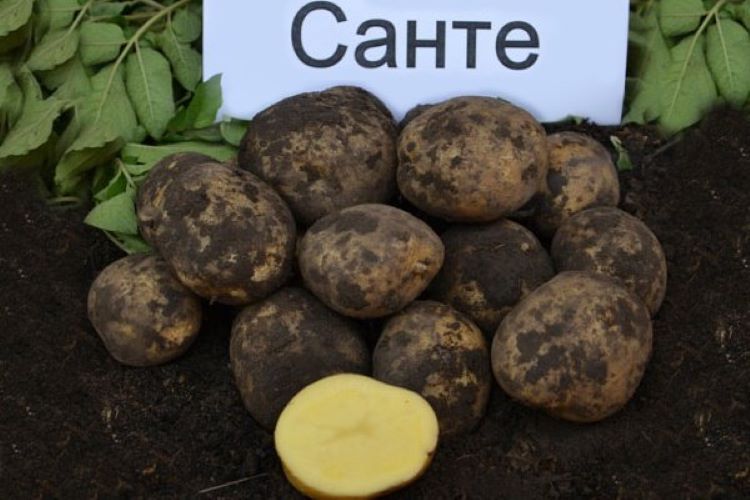 сорт картофеля санте характеристика отзывы фото