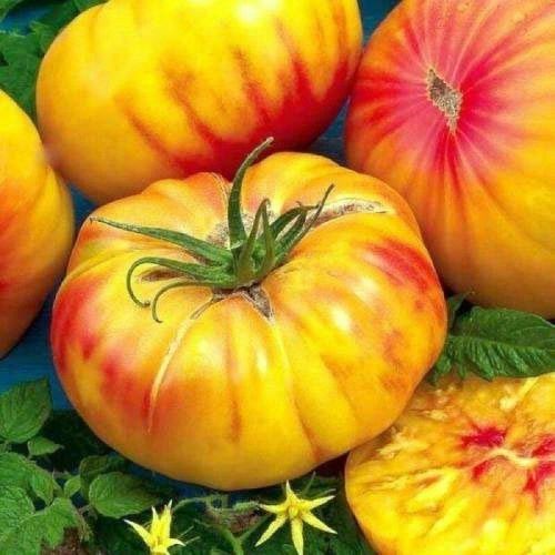 томат медовый салют отзывы фото