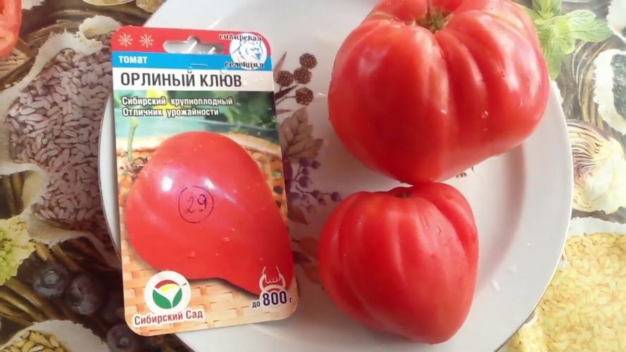 орлиный клюв томат отзывы фото