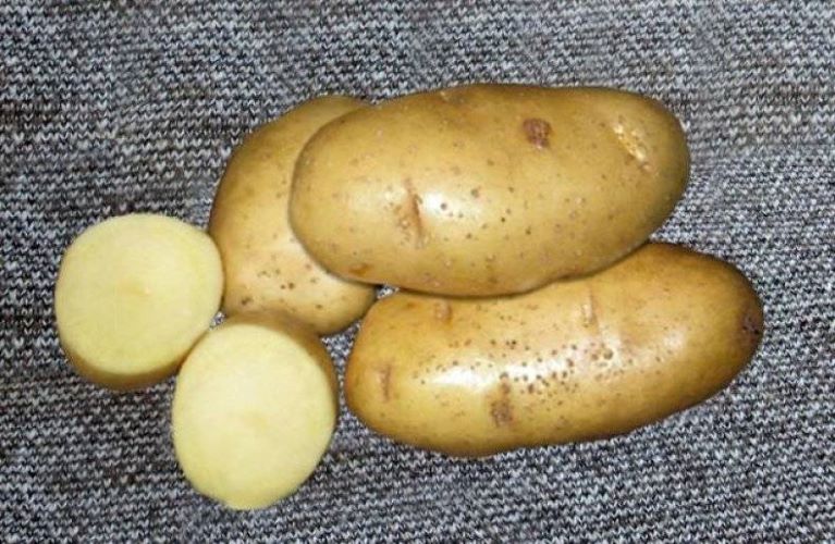 сорт картофеля скарб