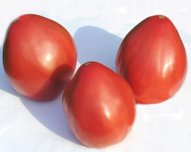 помидоры орлиный клюв отзывы с фото