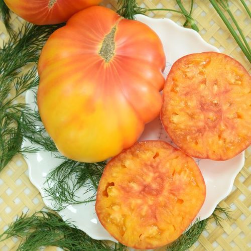 томат медовый салют отзывы фото урожайность