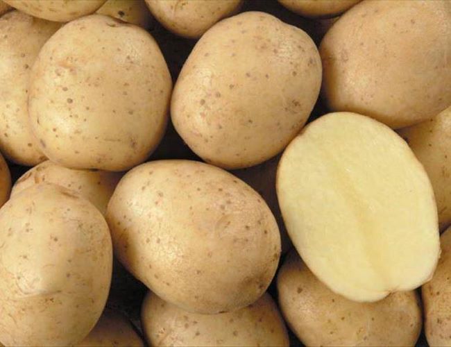 сорт картофеля санте