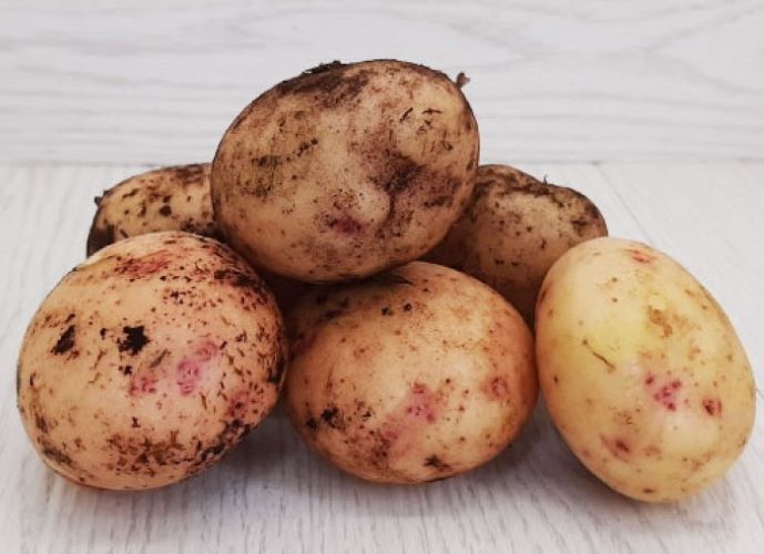 картофель синеглазка характеристика сорта отзывы вкусовые качества