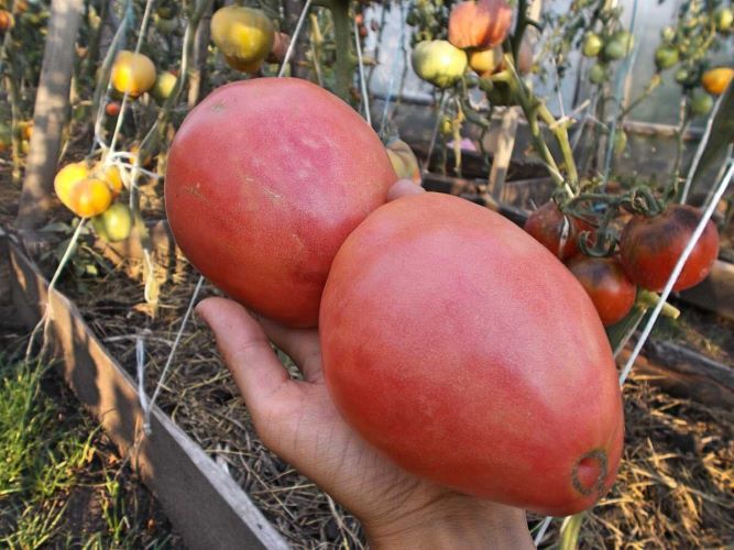 томат орлиный клюв отзывы фото урожайность